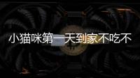 小貓咪第一天到家不吃不喝(小貓咪剛到家不吃飯怎么辦)