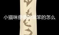 小貓咪傻傻的笨笨的怎么回事？小貓咪傻傻的笨笨的表情包