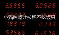 小貓咪嘔吐拉稀不吃飯只喝水(小貓咪嘔吐拉稀怎么辦)