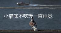 小貓咪不吃飯一直睡覺  小貓不吃東西一直睡