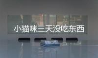 小貓咪三天沒吃東西