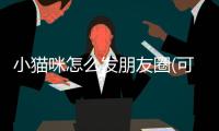 小貓咪怎么發(fā)朋友圈(可愛的小貓咪發(fā)朋友圈)