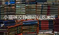 小貓咪沒睜眼可以吃米飯嗎視頻？小貓咪還沒睜開眼吃什么呀