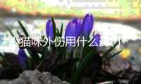 小貓咪外傷用什么藥(小貓咪手腫了沒有外傷)
