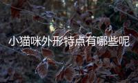 小貓咪外形特點有哪些呢？小貓咪的外貌特點