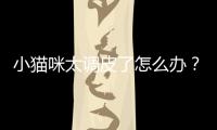小貓咪太調(diào)皮了怎么辦？小貓咪太調(diào)皮了作文
