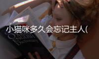 小貓咪多久會忘記主人(小貓咪離開主人多久會忘記)