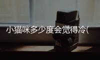 小貓咪多少度會覺得冷(小貓咪多少度會凍死)