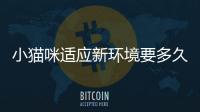 小貓咪適應新環境要多久(小貓咪適應環境的表現)