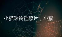 小貓咪鈴鐺照片，小貓 鈴鐺