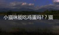 小貓咪能吃雞蛋嗎?？貓吃了必死的東西