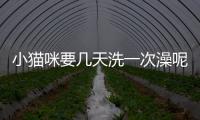 小貓咪要幾天洗一次澡呢？小貓咪要幾天洗一次澡好