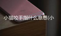 小貓咬手指什么意思(小貓咬手指頭)