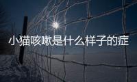 小貓咳嗽是什么樣子的癥狀(小貓咳嗽是什么原因怎么治療)