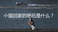 小貓回家的絕招是什么？小貓回家了