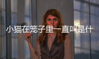 小貓在籠子里一直叫是什么原因(小貓在籠子里一直叫怎么辦出來就不叫了)