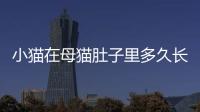小貓?jiān)谀肛埗亲永锒嗑瞄L成型(小貓?jiān)谀肛埗亲永锒嗑脮?huì)動(dòng))