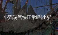 小貓喘氣快正常嗎(小貓喘氣快不吃東西沒精神)