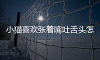 小貓喜歡張著嘴吐舌頭怎么回事(貓貓一直張嘴吐舌頭)