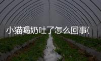 小貓喝奶吐了怎么回事(小貓喝奶)