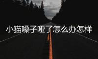 小貓嗓子啞了怎么辦怎樣快速恢復(小貓嗓子有點啞怎么辦)