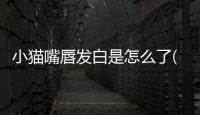 小貓嘴唇發(fā)白是怎么了(小貓嘴唇發(fā)白 鼻子發(fā)白 沒有精神怎么辦)