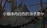 小貓體內白色的蟲子是什么？小貓體內有白色的蟲子怎么辦