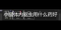小貓體內(nèi)驅(qū)蟲用什么藥好？幼貓首次驅(qū)蟲