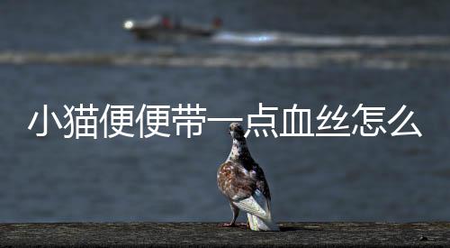 小貓便便帶一點血絲怎么回事兒？小貓便中帶血是怎么回事