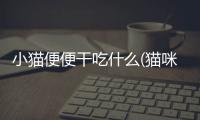 小貓便便干吃什么(貓咪粑粑干吃什么緩解)