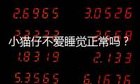 小貓仔不愛睡覺正常嗎？小貓仔不愛睡覺什么原因