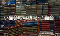 小貓會咬電線嗎?？貓會不會咬電線危險么