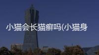 小貓會長貓癬嗎(小貓身上跳騷對人傷害大嗎)