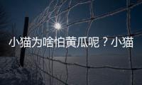 小貓為啥怕黃瓜呢？小貓為什么怕黃瓜?