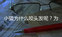 小貓為什么咬頭發(fā)呢？為什么我家貓喜歡咬我頭發(fā)