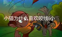 小貓為什么喜歡咬線(小貓喜歡咬線)