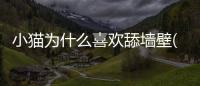 小貓為什么喜歡舔墻壁(小貓為什么喜歡舔主人手)