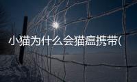 小貓為什么會貓瘟攜帶(為什么會得貓瘟)