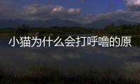 小貓為什么會打呼嚕的原因？小貓為什么打呼嚕睜著眼