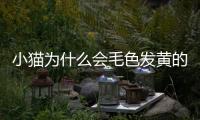 小貓為什么會毛色發(fā)黃的原因？貓咪為什么毛色發(fā)黃