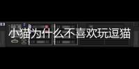 小貓為什么不喜歡玩逗貓棒(小貓為什么不喜歡玩球)