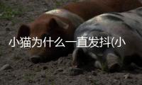 小貓為什么一直發抖(小貓被打后一直發抖)