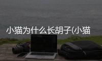 小貓為什么長胡子(小貓多大長胡子)