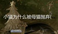小貓為什么被母貓拋棄(母貓為什么會拋棄幼崽)