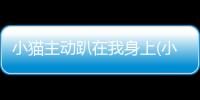 小貓主動趴在我身上(小貓趴在身上咕嚕咕嚕)