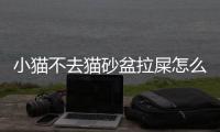 小貓不去貓砂盆拉屎怎么辦(小貓會用貓砂盆 但是還是在床上尿)