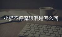 小貓不停流眼淚是怎么回事？小貓不停的流眼淚