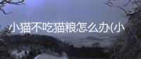 小貓不吃貓糧怎么辦(小貓不愛吃東西特別瘦怎么辦)