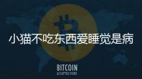 小貓不吃東西愛睡覺是病了嗎？小貓不吃東西一直睡覺
