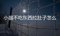 小貓不吃東西拉肚子怎么辦?(小貓不吃東西怎么辦)